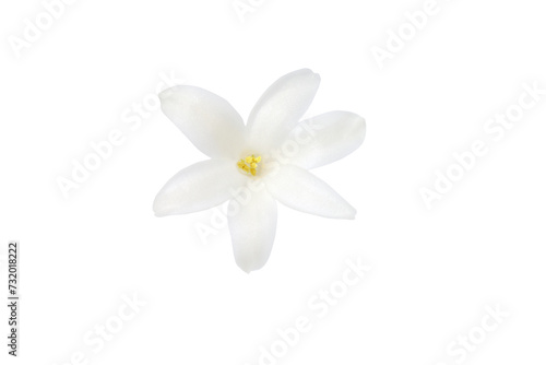 Small white hyacinth flower isolated on white background close-up. Spring flowers.