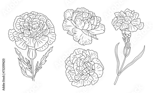 Set of Carnation line art drawings. January birth month flower black ink sketch. Hand drawn outline vector illustration isolated on white background for Tattoo, logo, packaging design.