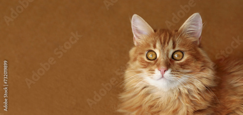  Ginger beautiful fluffy Cat lies close up. Ginger cat portrait at home. Fluffy red cat lying on dark background