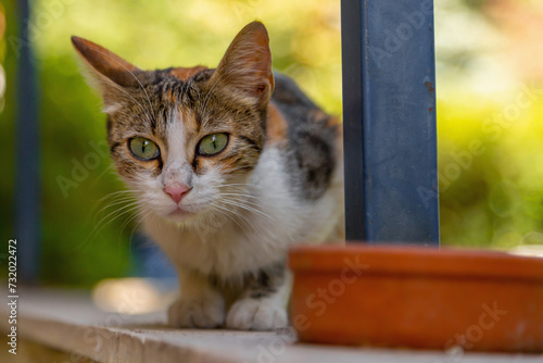Принти на полотні A funny kitten with green eyes was stunned by the meaning of existence in this strange world