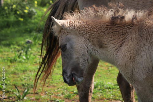 Baby horse eating grass in the meadow
