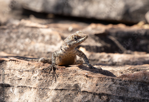 Lizard on the rock. 2 © VitorRanali