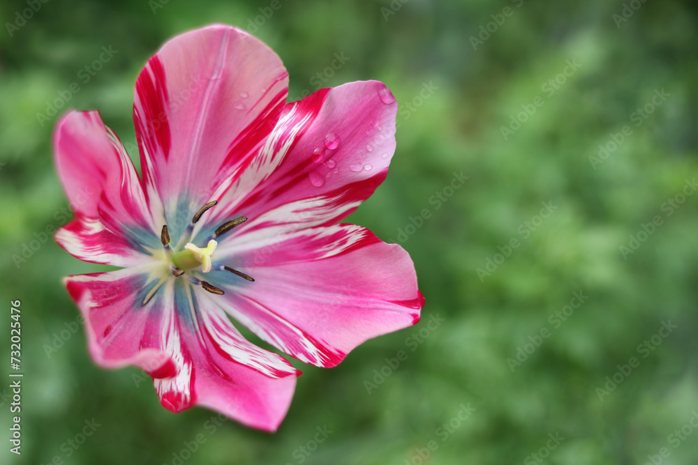 Spring holiday concept. Tulip purple flower blooming. Beautiful pink blooming tulip on green natural background. Petals tulips. Red or pink Tulip in the garden. Spring season. Valentine's day Spring holiday concept. Tulip purple flower blooming. Beautiful pink blooming tulip on green natural background. Petals tulips. Red or pink Tulip in the garden. Spring season. Valentine's day