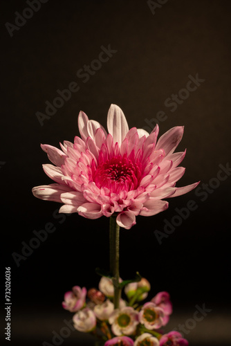 Pink chrysanthemum blossoms in a bouquet against a black background with warm light
