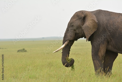 African Elephant in savannah