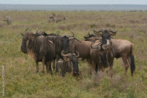 Herd of wildebeest in serengeti