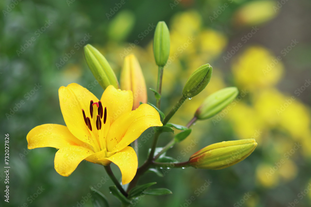 Fototapeta premium Lilium. Yellow Lily. Family Liliaceae. Close-up of a yellow Lily flowers. Lilium. Lilies blooming close up. Flower on a green background. Photo in the natural environment.