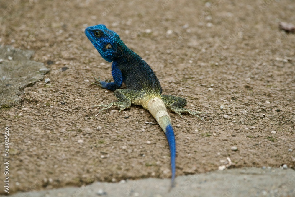 Portrait of a rock agama Portrait of a rock agama