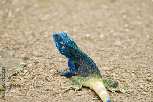 Photography Portrait of a rock agama