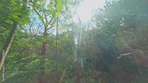 fpv drone flying up through gaps in the forest to reach canopy on a summer day 