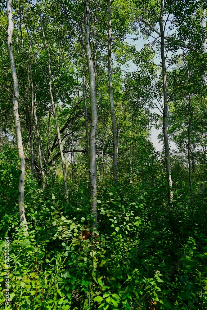 Forest in the morning..woodland, the environment. Forest in the morning..woodland, the environment.