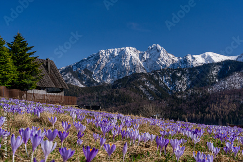 Tatry , Zakopane, Krokusy, wiosna © Daniel Folek