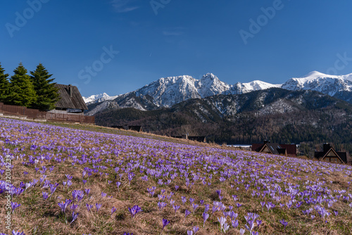 Tatry , Zakopane, Krokusy, wiosna