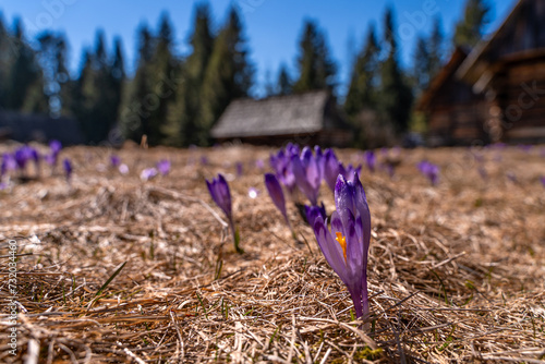Tatry , Zakopane, Krokusy, wiosna