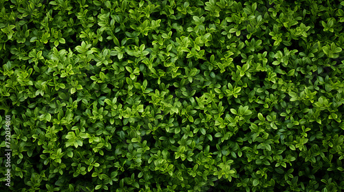 a close up view of a green hedge photo