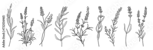 Lavender flower line art drawing. Hand drawn black ink sketch. Modern design for tattoo, wedding invitation, logo, cards, packaging. Trendy greenery vector illustration isolated on white background. photo