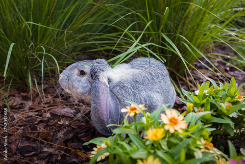 Gray French Lop Rabbit