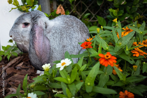 Gray French Lop Rabbit