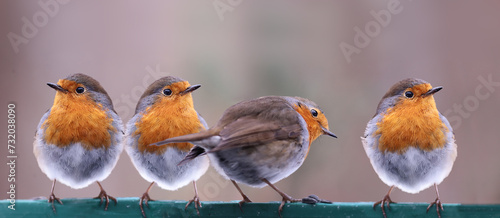 Four robins are sitting on a feeder, against a blurred background..