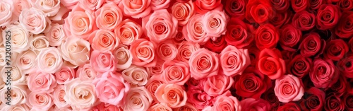 Valentines Day banner made of up different colors of roses