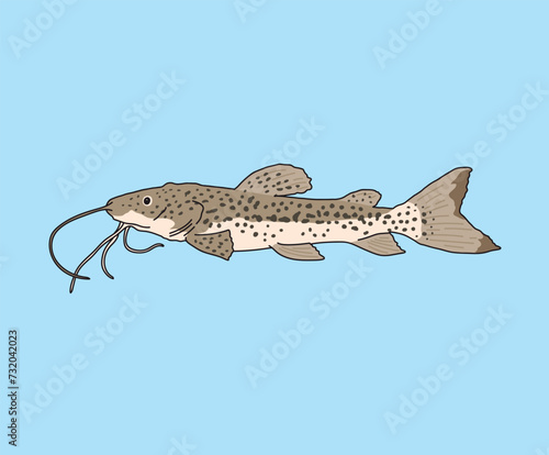 Catfish Fish Fishing Catfishes