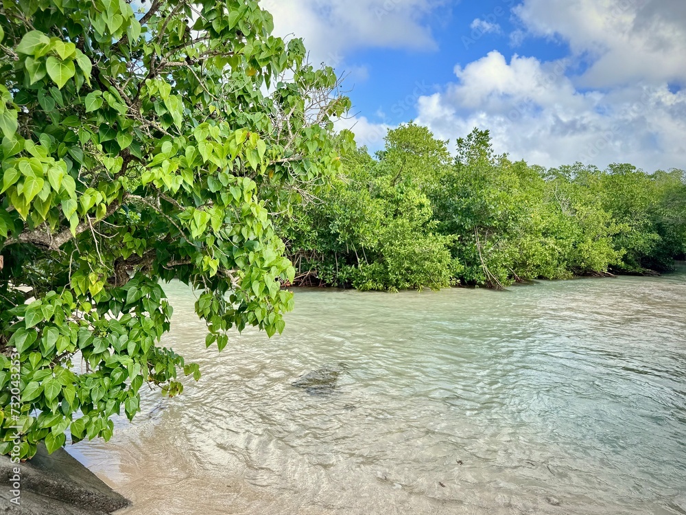 view of a small wild beach in the green vegetation of a Caribbean mangrove
