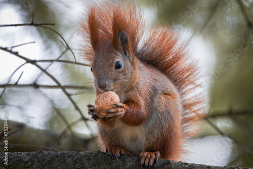 A red squirrel sits on the branch and holds a walnut in its arms close-up portrait. A red fur squirrel holds a walnut and looks towards the camera lens on the cold autumn day in the park.