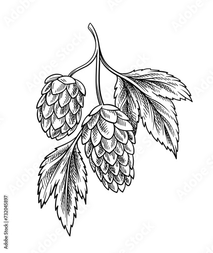 Beer element linear. Brewery and hop production. Natural and organic products. Minimalistic creativity and art. Template and layout. Outline flat vector illustration isolated on white background