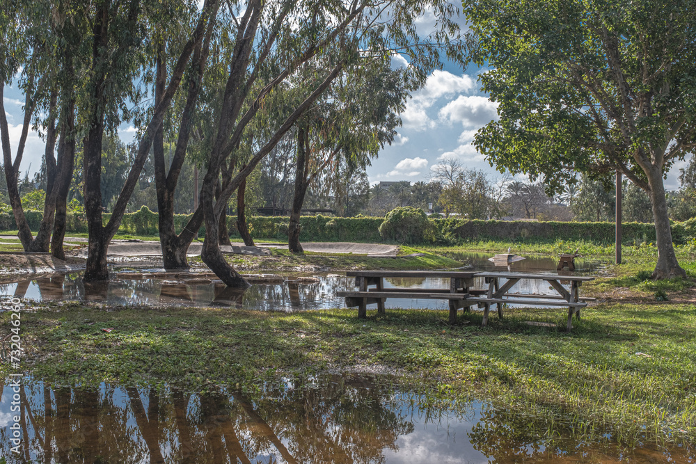 Reflections of flooded trees in deep puddles after  the heavy rains in January 2024, in Herzliya Park, Herzliya city, Israel