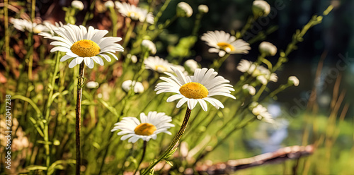 Close up soft focus nature background featuring wild camomile flowers.