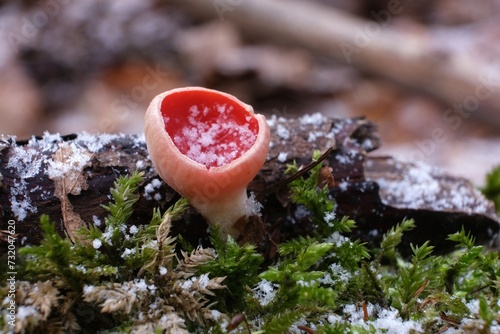 Spring edible mushroom - Sarcoscypha austriaca or Sarcoscypha coccinea in forest in little snowy scenery © Iwona