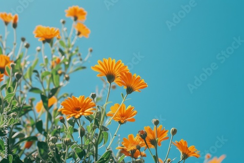 flowers of orange calendula  medicine herb