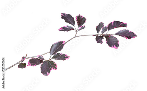 Branch of beech tree - Fagus sylvatica, variety Purpurea Tricolor with colorful variegated purple - pink leaves close up, isolated on white background. Ornamental deciduous plant for landscaping
