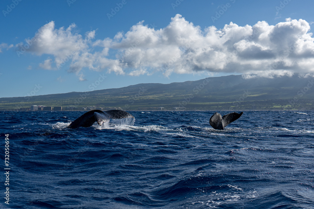 Fototapeta premium Humpback Whale Tail Fluke near Lahaina, Maui, Hawaii
