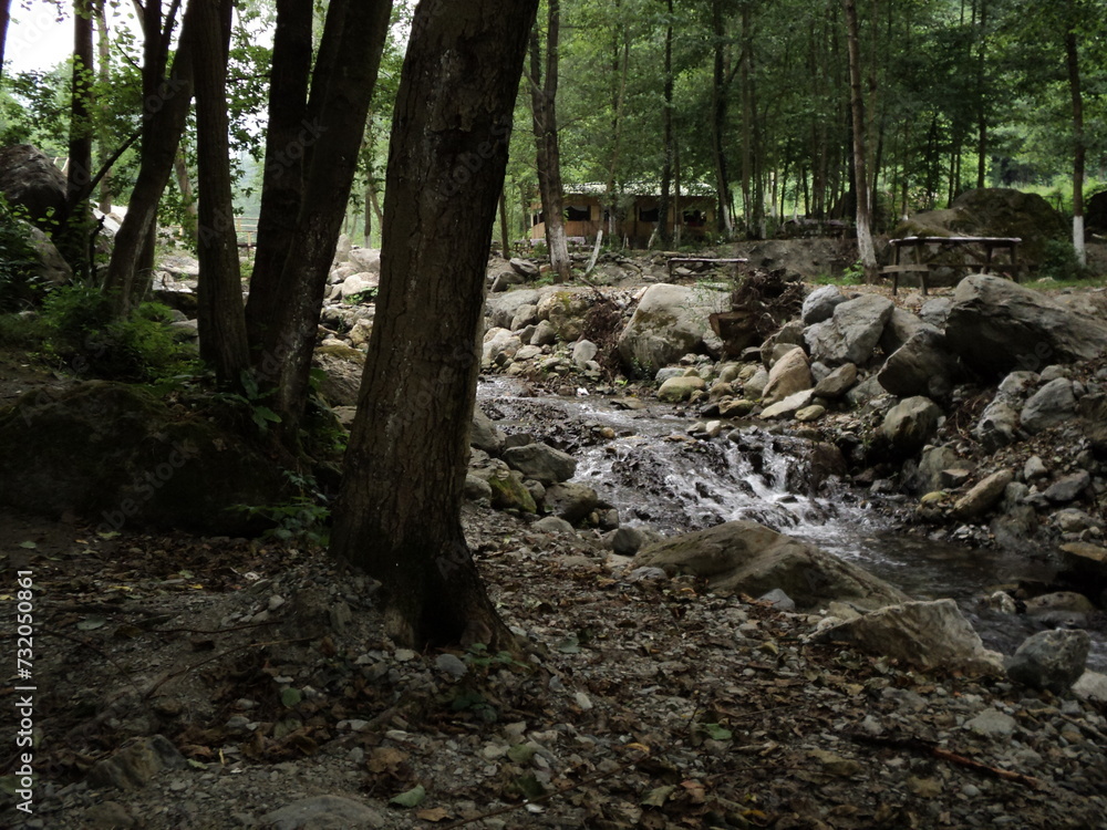 stream in the forest stream in the forest