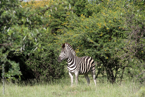 Willem Pretorius Nature Resort,The giraffe is a large African hoofed mammal belonging to the genus Giraffa. and the Zebra Zebras (subgenus Hippotigris) are African equines with distinctive black-and-