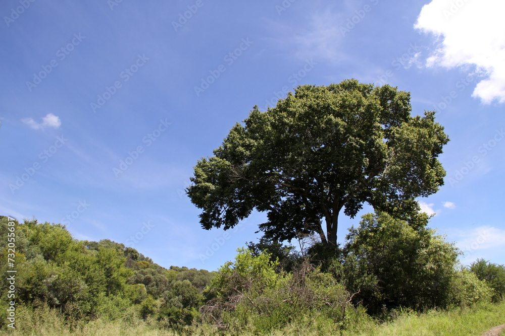 Obraz premium Green and dry black trees, calming water and clouds, The Willem Pretorius Game Reserve is a captivating wildlife sanctuary located in the Free State province of South Africa.