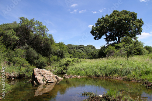Green and dry black trees  calming water and clouds  The Willem Pretorius Game Reserve is a captivating wildlife sanctuary located in the Free State province of South Africa.