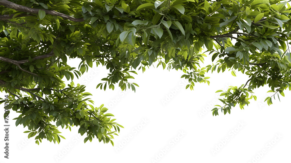 Large tree branches and foliage leaves on top border 3d render png Large tree branches and foliage leaves on top border 3d render png