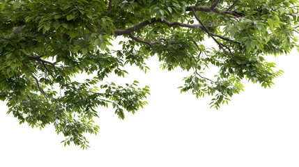 Large tree branches and foliage leaves on top border 3d render png