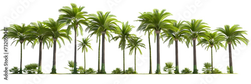 Large tropics palm trees shapes cutout backgrounds 3d rendering png photo