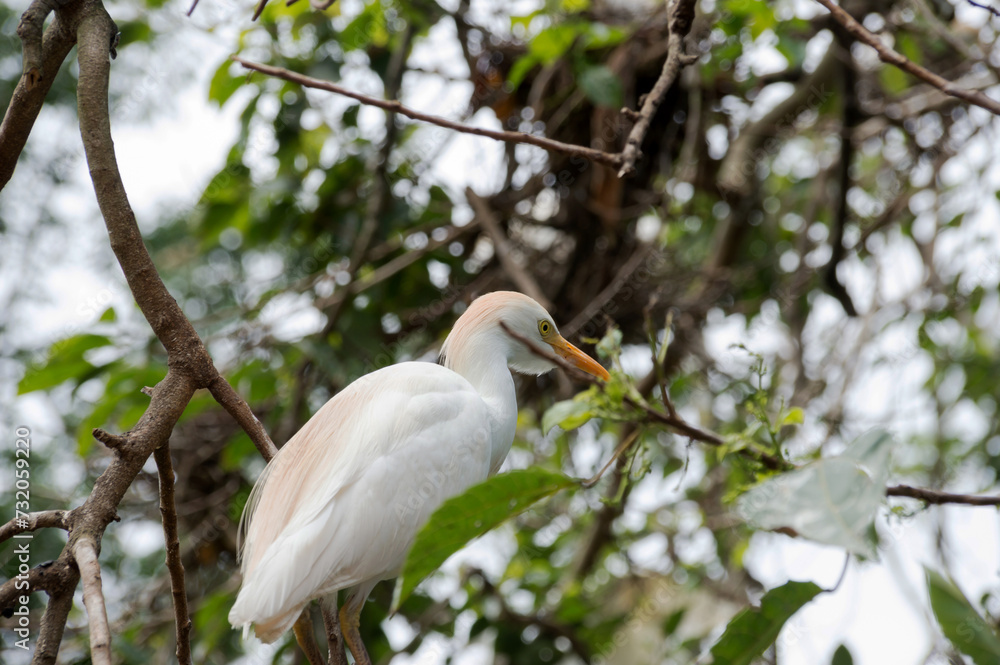 Species of white bird with long orange beak Species of white bird with long orange beak