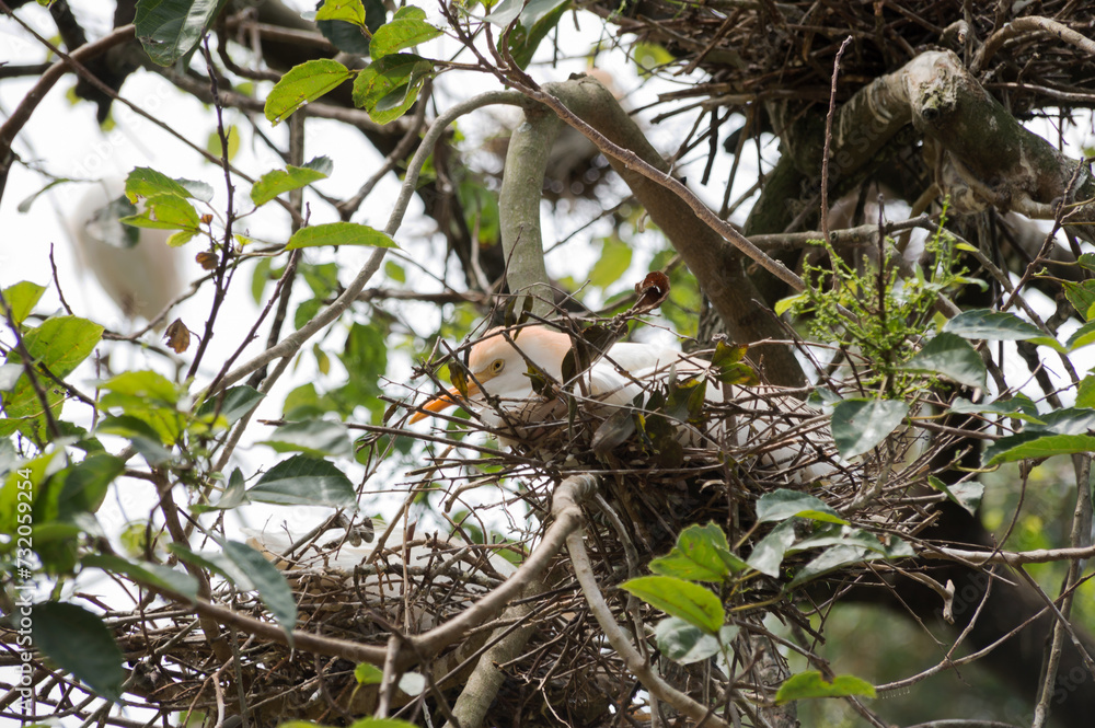 White bird in the nest photographed in profile