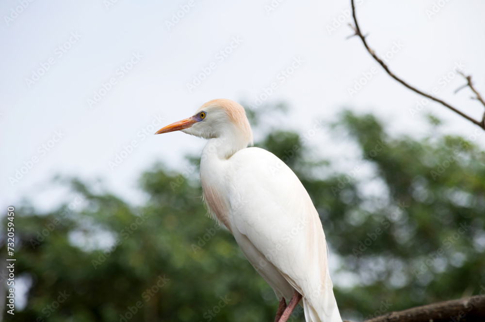 Little heron photographed in profile Little heron photographed in profile