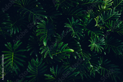 Herb wall  plant wall  natural green wallpaper and background. nature wall. Nature background of green forest
