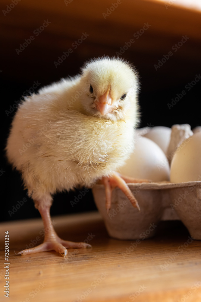 broiler chicken and eggs . Agriculture, village, farm. Wooden background