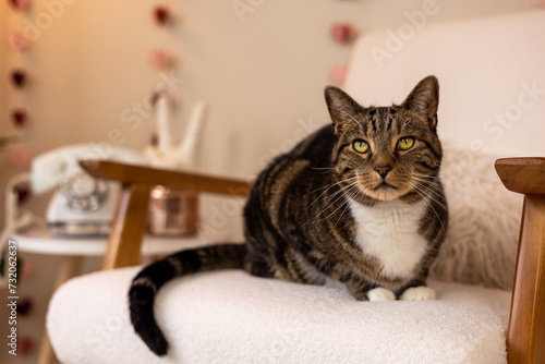 Brown tabby cat with yellow eyes sitting on white chair