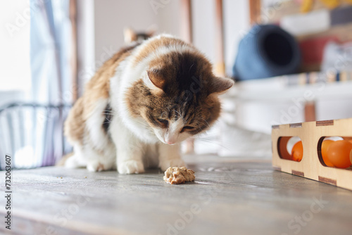the cat vomits, has eaten too much