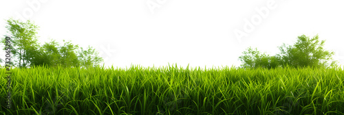 Natural fresh green grass cut out backgrounds 3d rendering photo