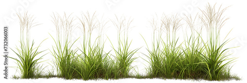 Nature tall meadow grass cut out transparent backgrounds 3d illustration